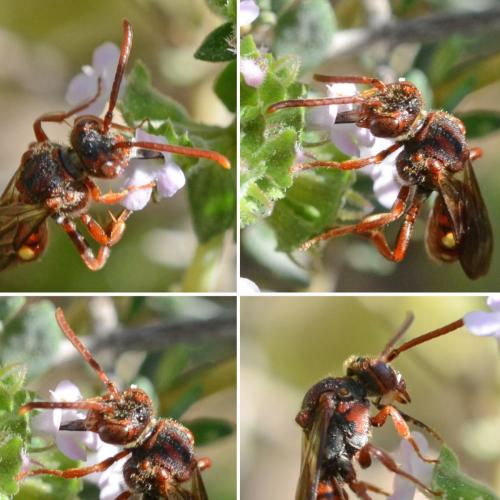 Réf. 300 770 : Nomada panzeri